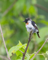 Close up view of Common Stonechat bird also known as Saxicola torquatus native to East Africa.