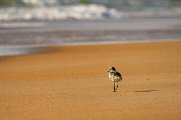 Black bellied plover walking on the beach