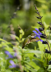 Hummingbird feeding on purple flower in garden