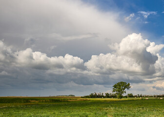 Lonely tree under cloudy sky in rural field