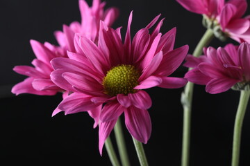 white or wine color chrysanthemum on black background.