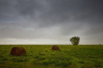 Rural field with hay bales and lone tree under cloudy sky