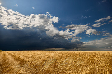 Golden wheat field under dramatic cloudy sky