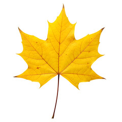 Yellow maple leaf with brown stem on a clean white background, PNG format.