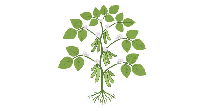 Stylized soybean plant illustration depicting growth phases with leaves, flowers, and pods against a clear background