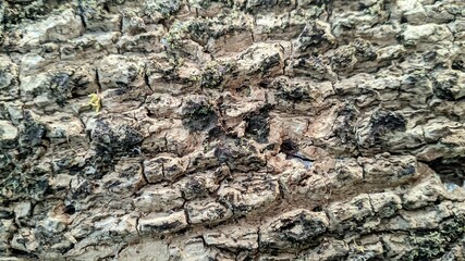 Close up texture of rough tree bark with natural cracks, moss, and small roots. Detailed wooden surface background showing organic patterns and aged bark structure. Perfect for nature, forest, and rus