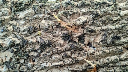 Close up texture of rough tree bark with natural cracks, moss, and small roots. Detailed wooden surface background showing organic patterns and aged bark structure. Perfect for nature, forest, and rus