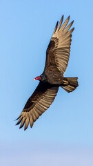 Obraz premium Dark bird of prey in flight against a pale blue sky
