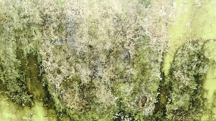 Close up of old green painted wall with peeling paint and weathered texture. Grunge background of cracked and damaged surface, showing layers of blue paint underneath. Abstract vintage wall texture 