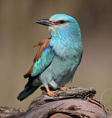 una carraca azul europea posada en una rama de un arbol