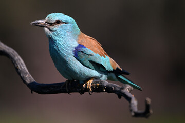 una carraca azul europea posada en una rama de un arbol