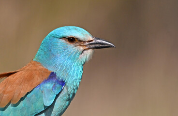 una carraca azul europea posada en una rama de un arbol