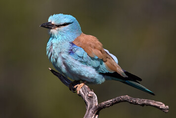 European Roller, Coracias garrulus, single bird on branch