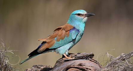 una carraca europea posada en la rama de un arbol