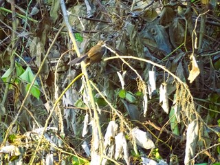 The Rhipidura javanica bird is playing in a fallen bush.