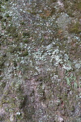 古い樹皮のテクスチャ