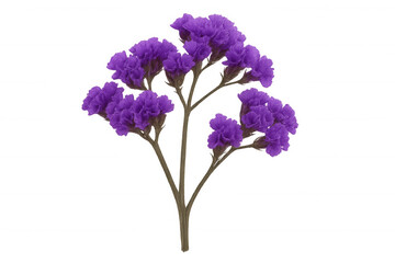 Blooming purple statice flower, vivid petals spreading against clean transparent backdrop, perfect for graphic design compositing