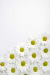 Diagonal floral frame with daisies on white background. Vertical flower banner. Selective focus and copy space