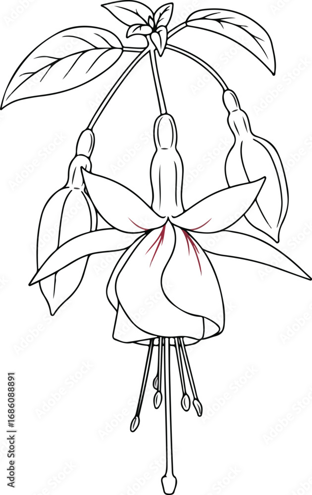 Poster ~temp_image_fuchsia_flower_line__seed980078_1756348795759_2