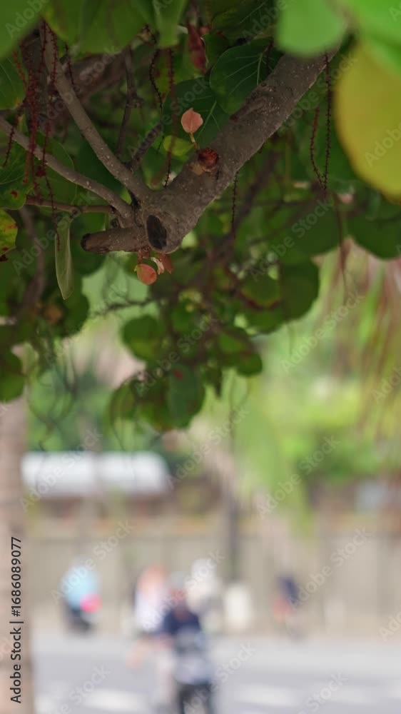 Poster vertical close-up of a tree branch with fresh green leaves and new growth. natural background with a