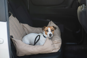 Jack Russell Terrier Dog in a Special Car Seat. 