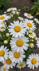 Daisy flowers Close up Dew drops Freshness Spring garden high quality professional