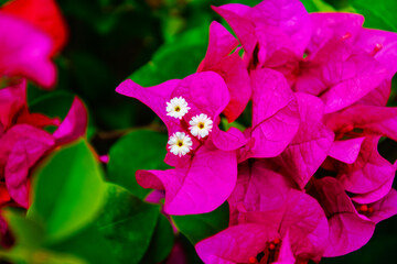 Pink flower with green leaves