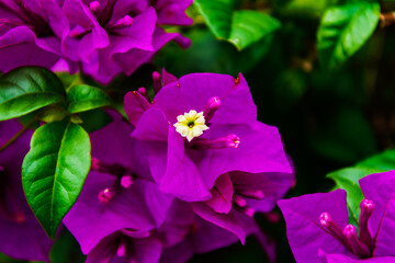 White and purple flower with green leaves