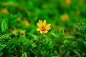 Yellow flower with green leaves