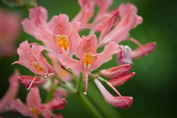Delicate Pink Lily Cluster in Soft Focus