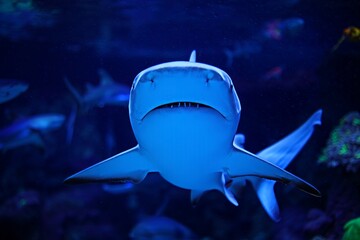 Intense Blue Shark Portrait in Deep Ocean