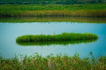葦が生い茂る中洲
