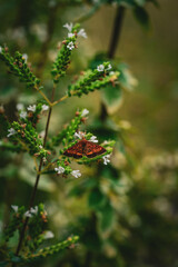 moth on flowers in summer