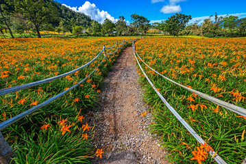 Orange daylily flower blooming on Chihke Mountain in Hualien
