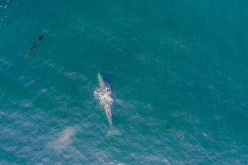 Aerial top down view of a Gray Whale spouting near the surface of Depoe Bay Oregon
