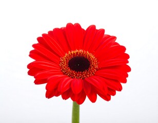 Single vibrant red gerbera daisy against white background