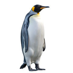 Fototapeta premium 3d penguin isolated on white