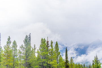 Row of trees in forest with mountains and clouds