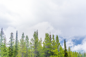 Row of trees in forest with mountains and clouds