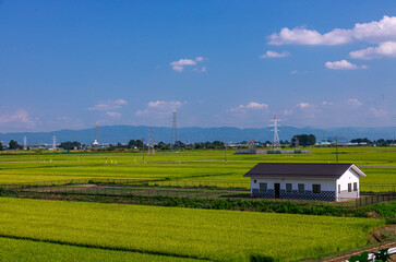 夏の日差しに輝く田園風景