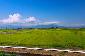 夏の日差しに輝く田園風景