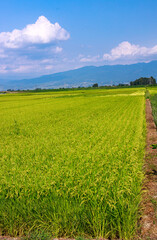 夏の日差しに輝く田園風景