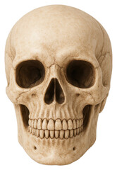 Detailed Human Skull Portrait Against Plain Background