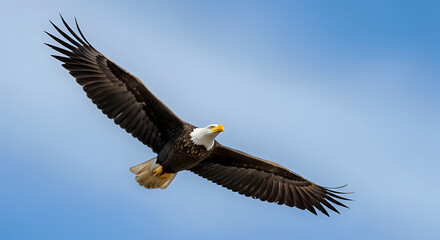 Naklejka premium Majestic bald eagle soaring gracefully through the vast blue sky, wings spread wide in a powerful display of freedom and strength, embodying the spirit of American wildlife and natural beauty