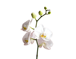 White Orchid Stem with Multiple Blossoms, Isolated PNG (2)