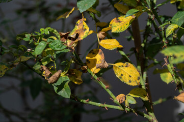 Black spot occurs on yellow rose leaves. Black spot is a fungal disease (Diplocarpon rosae) that affects roses.