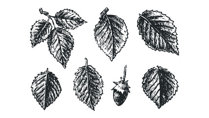 Hand Drawn Collection of Forest Leaves and Berry. Vector hand drawn illustration