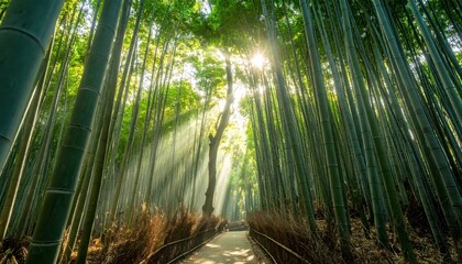 Serene Bamboo Forest Path with Sun Rays Through Lush Green Foliage