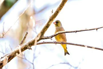 枝に留まっているカワラヒワ