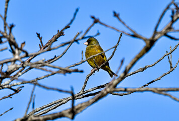 枝に留まっているカワラヒワ